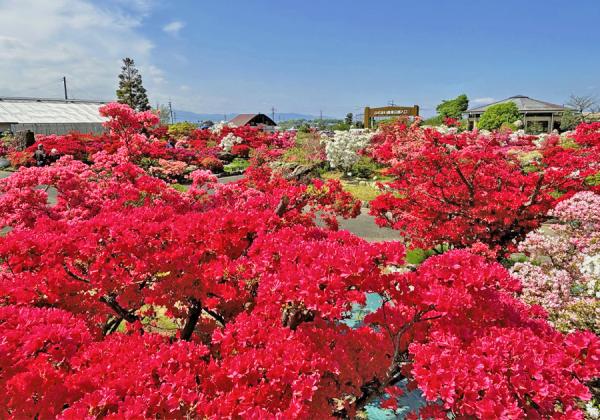 中山の大藤と久留米市つつじの宴とイチゴ狩り1パックお土産付と午後のデザートティータイム2